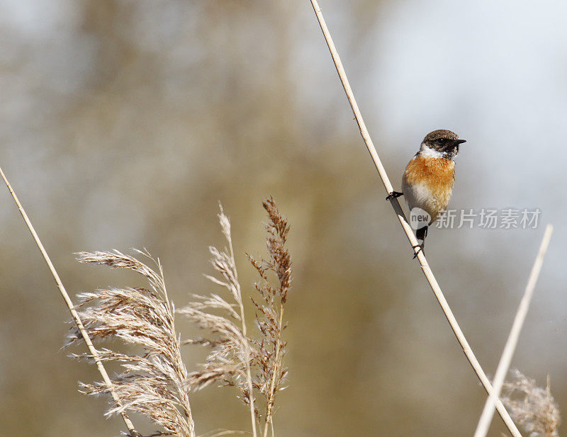 Stonechat (Saxicola torquatus)雄性